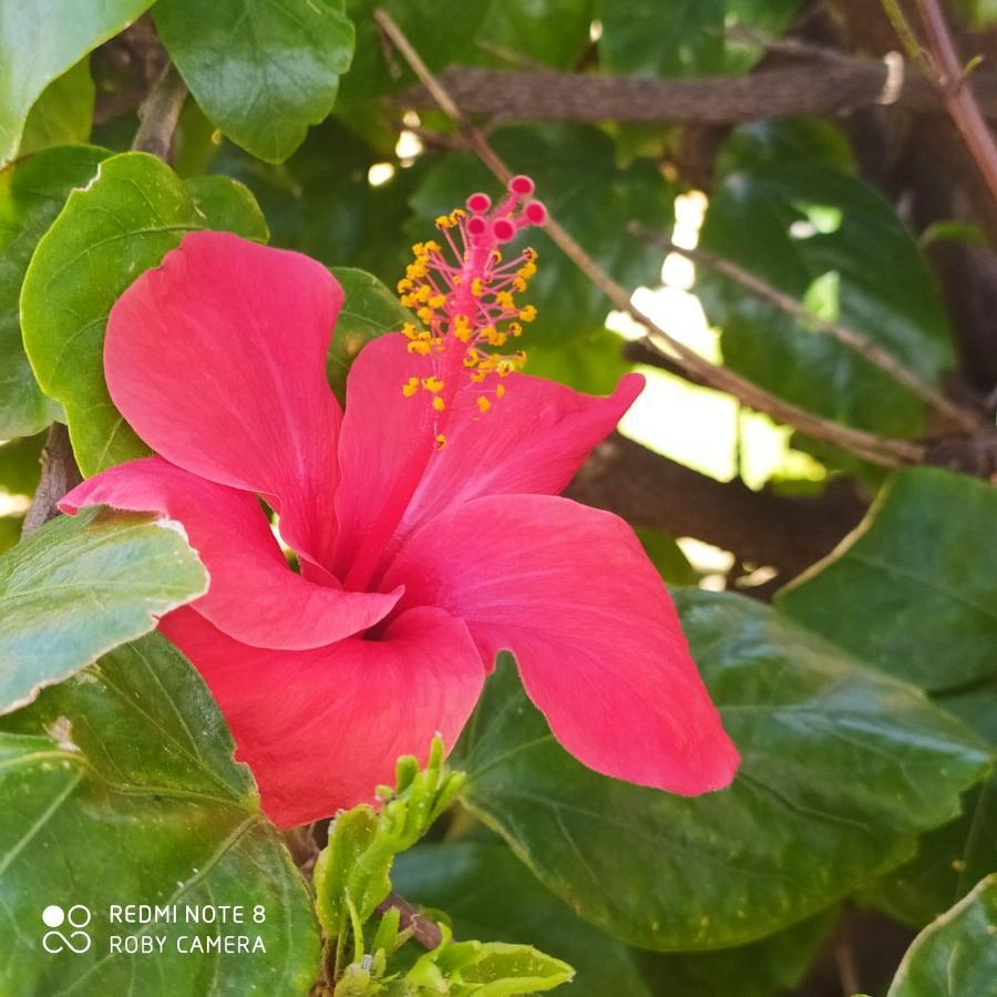 Hibiscus Rosso Villa Donnalucata  Dış mekan fotoğraf